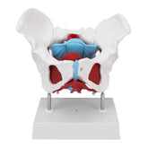 Female Pelvic Muscles & Organs-Life Size
